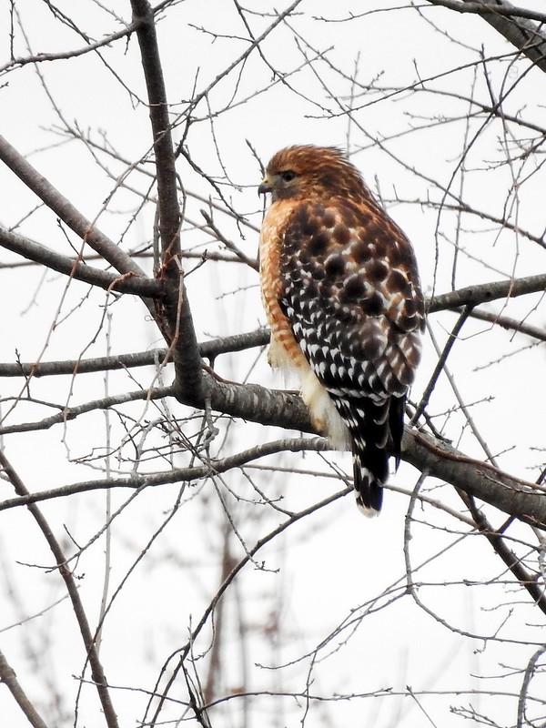 How to identify a red-shouldered hawk and other Iowa raptors | Iowa DNR